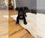 Small #11 Labrador Retriever Mix