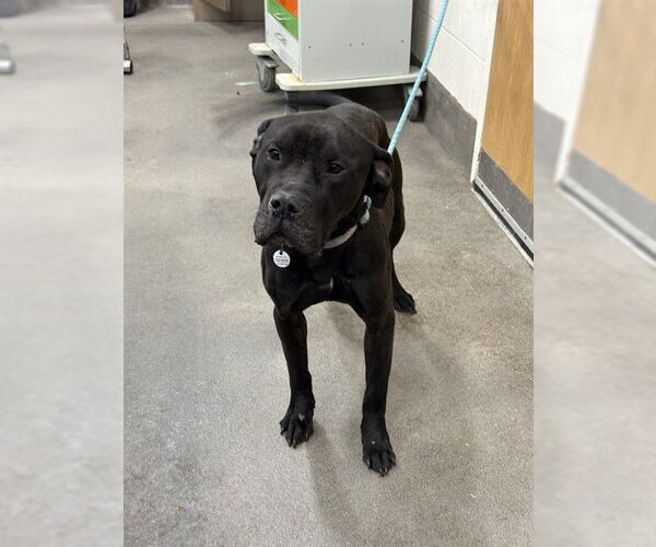 Medium Photo #1 Presa Canario-Unknown Mix Puppy For Sale in Forestville, MD, USA