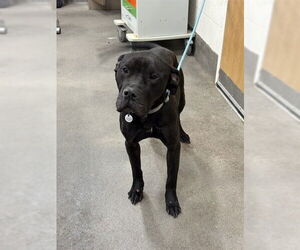 Presa Canario-Unknown Mix Dogs for adoption in Forestville, MD, USA