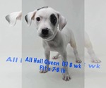 Small #6 American Pit Bull Terrier Mix