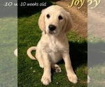 Puppy Joy Goldendoodle
