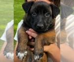 Small #3 Belgian Malinois
