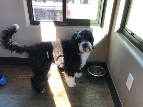 Medium Photo #1 Portuguese Water Dog Puppy For Sale in ARVADA, CO, USA