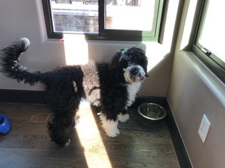 Portuguese Water Dog Puppy for sale in ARVADA, CO, USA
