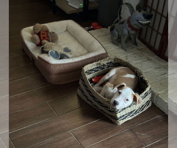 Medium Photo #2 American Bulldog-Unknown Mix Puppy For Sale in Lakewood, CO, USA