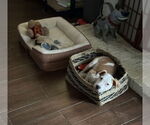 Small #1 American Bulldog Mix
