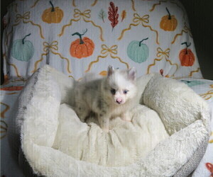 Pomeranian Puppy for sale in COOKEVILLE, TN, USA