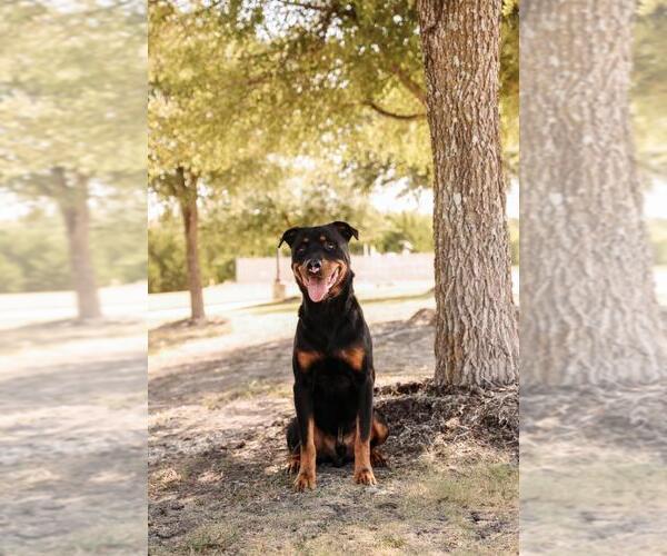 Medium Photo #9 Rottweiler-Unknown Mix Puppy For Sale in Rockwall, TX, USA