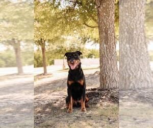 Eragon - Male Rottweiler-Unknown Mix Dog for Adoption - Photo #9