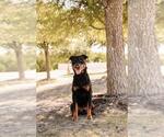 Small #8 Rottweiler Mix