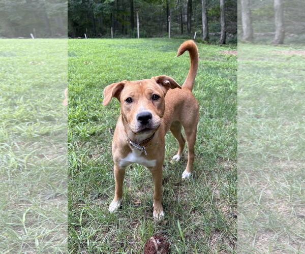 Medium Photo #2 Labrador Retriever-Unknown Mix Puppy For Sale in Tarrytown, GA, USA