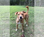 Small #1 Labrador Retriever Mix