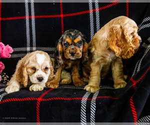 Cocker Spaniel Puppy for Sale in WAKARUSA, Indiana USA