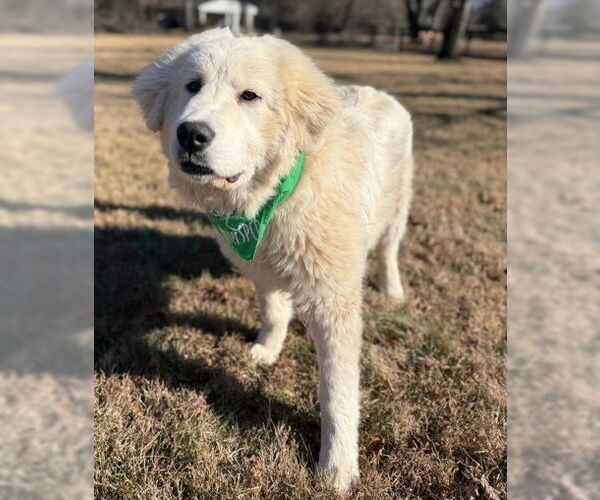 Medium Photo #1 Great Pyrenees-Unknown Mix Puppy For Sale in Warrenton, VA, USA