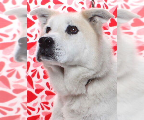 Medium Photo #2 Siberian Husky-Unknown Mix Puppy For Sale in Burbank, CA, USA