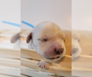 Golden Retriever Puppy for sale in BATTLE GROUND, WA, USA