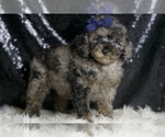Small Photo #73 Poodle (Toy) Puppy For Sale in WARSAW, IN, USA