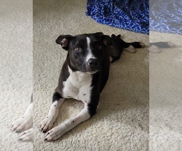 Medium Photo #1 American Pit Bull Terrier-Unknown Mix Puppy For Sale in Spring, TX, USA