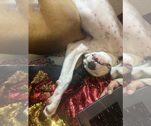Medium Photo #11 Boxer Puppy For Sale in STRUM, WI, USA