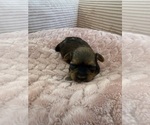 Small Photo #45 Yorkipoo Puppy For Sale in ARLINGTON, TX, USA