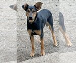 Small Photo #3 Doberman Pinscher-Unknown Mix Puppy For Sale in Seattle, WA, USA