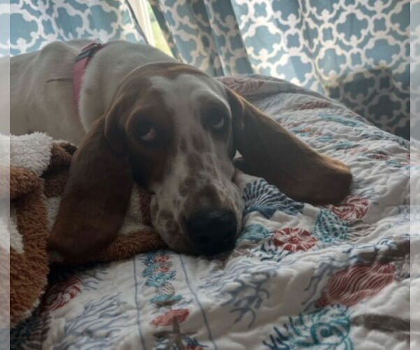 Medium Photo #3 Basset Hound Puppy For Sale in Brookville, OH, USA