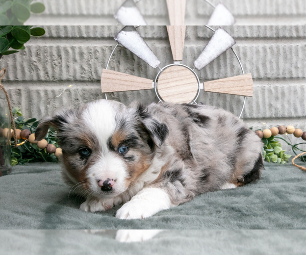 Medium Photo #10 Miniature Australian Shepherd Puppy For Sale in BALTIC, OH, USA