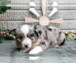Small Photo #10 Miniature Australian Shepherd Puppy For Sale in BALTIC, OH, USA