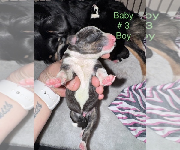 Medium Photo #10 Border-Aussie Puppy For Sale in MADRID, IA, USA