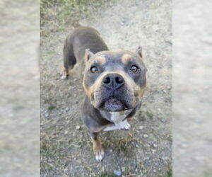 American Pit Bull Terrier-Unknown Mix Dogs for adoption in Glen Allen, VA, USA