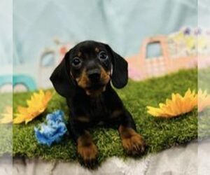 Dachshund Puppy for sale in CINCINNATI, OH, USA