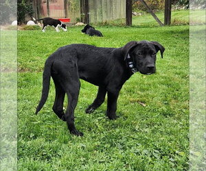 Lance - Male Labrador Retriever-Unknown Mix Dog for Adoption - Photo #3