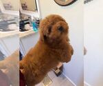 Small #3 Poodle (Toy)