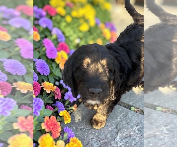 Medium Photo #3 Goldendoodle Puppy For Sale in FORD CITY, PA, USA