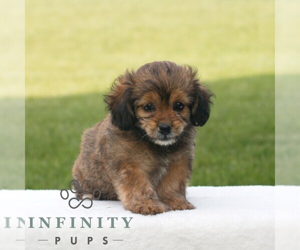 Medium Photo #5 ShihPoo Puppy For Sale in GORDONVILLE, PA, USA