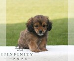 Small #4 ShihPoo