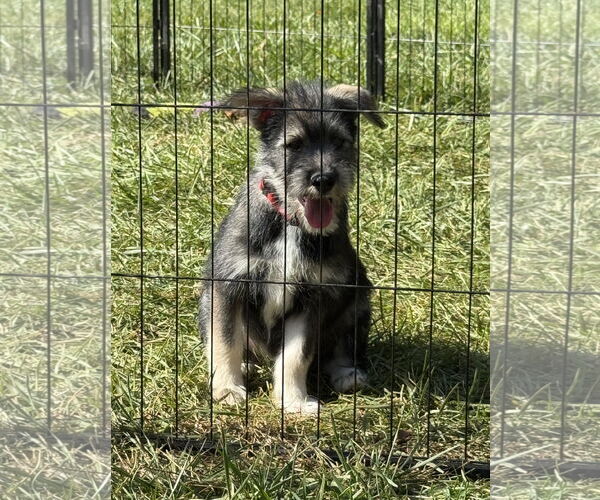 Medium Photo #1 Pomeranian-Unknown Mix Puppy For Sale in Lenoir, NC, USA