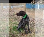 Small Photo #1 German Shorthaired Pointer Puppy For Sale in SYMSONIA, KY, USA