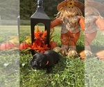 Small Photo #13 Labrador Retriever Puppy For Sale in NEOLA, WV, USA