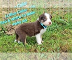 Puppy Lt Blue Collar Border Collie