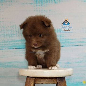 Medium Photo #6 Pomeranian-Pomsky Mix Puppy For Sale in ANDOVER, MN, USA