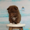 Small Photo #6 Pomeranian-Pomsky Mix Puppy For Sale in ANDOVER, MN, USA