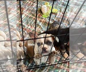 French Bulldog Puppy for sale in NEW CASTLE, PA, USA