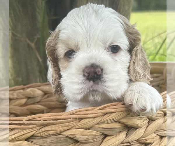 Medium Photo #1 Cocker Spaniel Puppy For Sale in ALFORD, FL, USA