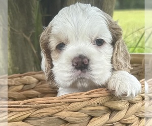 Medium Cocker Spaniel