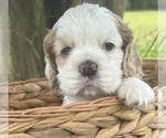 Puppy Puppy 1 Cocker Spaniel