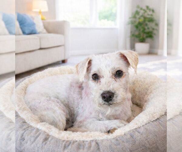 Medium Photo #10 Mutt Puppy For Sale in Lake Forest, CA, USA