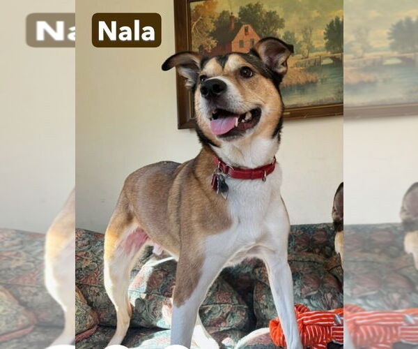 Medium Photo #14 Gerberian Shepsky Puppy For Sale in Foristell, MO, USA