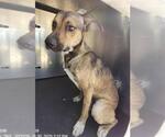 Small American Staffordshire Terrier Mix