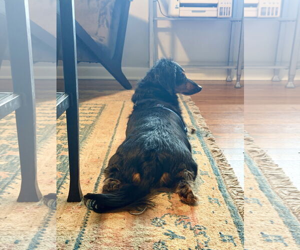 Medium Photo #2 Dachshund Puppy For Sale in Mount Pleasant, SC, USA